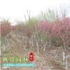 基地垂絲海棠苗熱銷 規格齊全 優質綠化苗木垂絲海棠 觀花植物