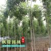 種植基地批發優質工程綠化白蠟 園林綠化白蠟樹