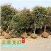 基地批發 綠化苗木 紅葉石楠苗 紅葉石楠球 高桿紅葉石楠