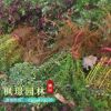 紅葉小檗綠化苗批發(fā) 工程苗木 基地彩色苗木 色塊紅葉小檗