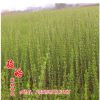 批發小葉女貞樹苗 小葉女貞小苗 占地苗綠化苗木 規格齊全