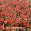 基地紅葉石楠苗批發 石楠小苗 綠化苗木批發 紅葉石楠 量大優惠