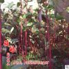 優(yōu)質(zhì)綠色植物紅瑞木 種類齊全 質(zhì)量保證 紅瑞木濕地綠化 量大優(yōu)惠