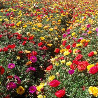 太陽(yáng)花種子 四季宜種重瓣多色 易種易發(fā)芽盆栽花卉種子大花馬齒莧