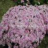 四季易種福祿考芝櫻花混色 多年生草花陽臺庭院盆栽花卉種子