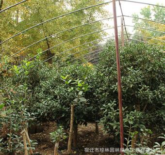 基地批發四季桂花樹苗 嫁接丹桂金桂樹八月盆栽盆景花卉庭院綠植