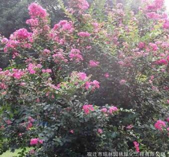 紅花紫薇樹 紅火球紫薇 規格齊全 園林綠化工程風景樹 源頭直銷