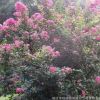 紅花紫薇樹 紅火球紫薇 規格齊全 園林綠化工程風景樹 源頭直銷