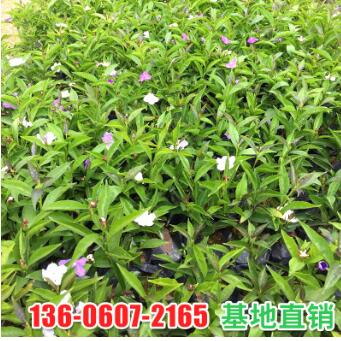 鴛鴦雙色茉莉 白茉莉花室內花卉盆栽植物茉莉 園林生態苗木批發