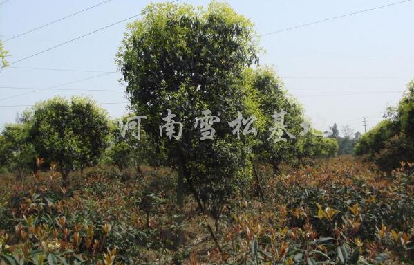 桂花