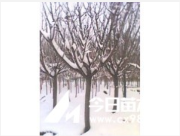 供應(yīng)青島櫻花小苗