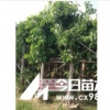 供應高山榕，大葉榕，小葉榕－普寧南景花木場