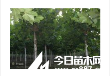 供應速生法桐