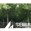 供應速生法桐