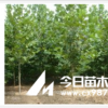 供應速生法桐各3500棵