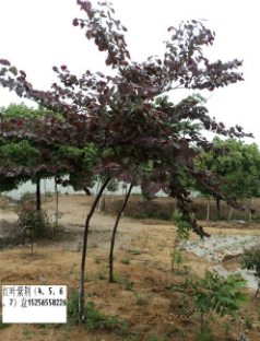紅葉紫荊