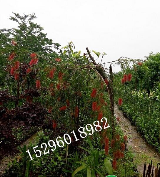 垂枝紅千層