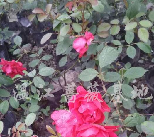 薔薇月季
