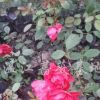 薔薇月季