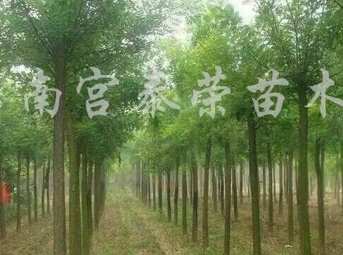 國槐