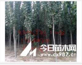 專業批發出售毛白楊及幼苗