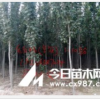 專業批發出售毛白楊及幼苗