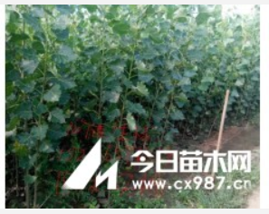 107速生楊、毛白楊、千頭椿、金葉榆