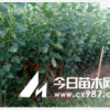 107速生楊、毛白楊、千頭椿、金葉榆