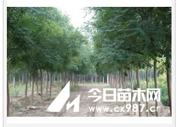 國槐