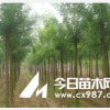 山東國槐基地