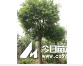 鄆城國槐