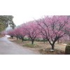 河南南陽(yáng)梅花基地