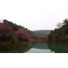 河南南陽(yáng)梅花基地