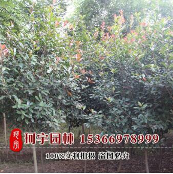 優質綠化工程紅葉石楠 優質高桿紅葉石楠 行道樹 高桿石楠