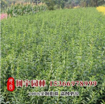 供應連翹叢生 黃老虎小苗 連翹 綠化工程 多分枝連翹 基地發貨