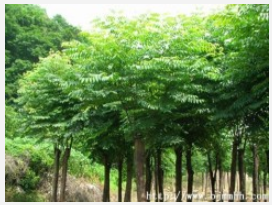 欒樹直銷 欒樹哪家好？河北榮盛信譽保證