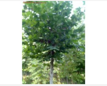 法桐山東聊城華潤苗木
