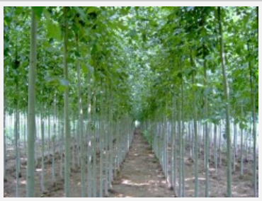 最新報價華潤苗木基地