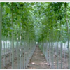 最新報價華潤苗木基地