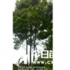 湖北叢生香樟