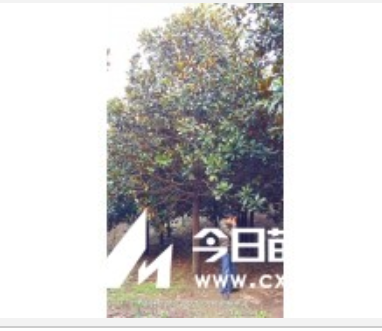 湖北廣玉蘭