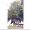 湖北廣玉蘭