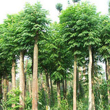 湖北楠樹