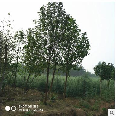 批發(fā)園藝綠化苗木白玉蘭 苗圃直銷12公分白玉蘭 特價樹苗量大從優(yōu)