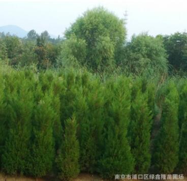 批發出售工程蜀檜苗 綠化蜀檜樹苗 現貨出售各種規格蜀檜苗