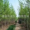 山東4公分銀杏苗價格 道路栽植銀杏樹基地
