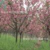 出售櫻花樹苗價格 櫻花基地
