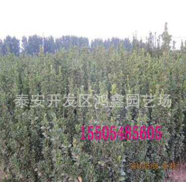 出售紅葉碧桃 櫻花苗 龍柱碧桃 海棠苗 北海道黃楊