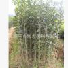 供應移栽3年生，高100-180公分福建丹桂苗 紅桂花苗