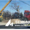 八棱海棠樹價格